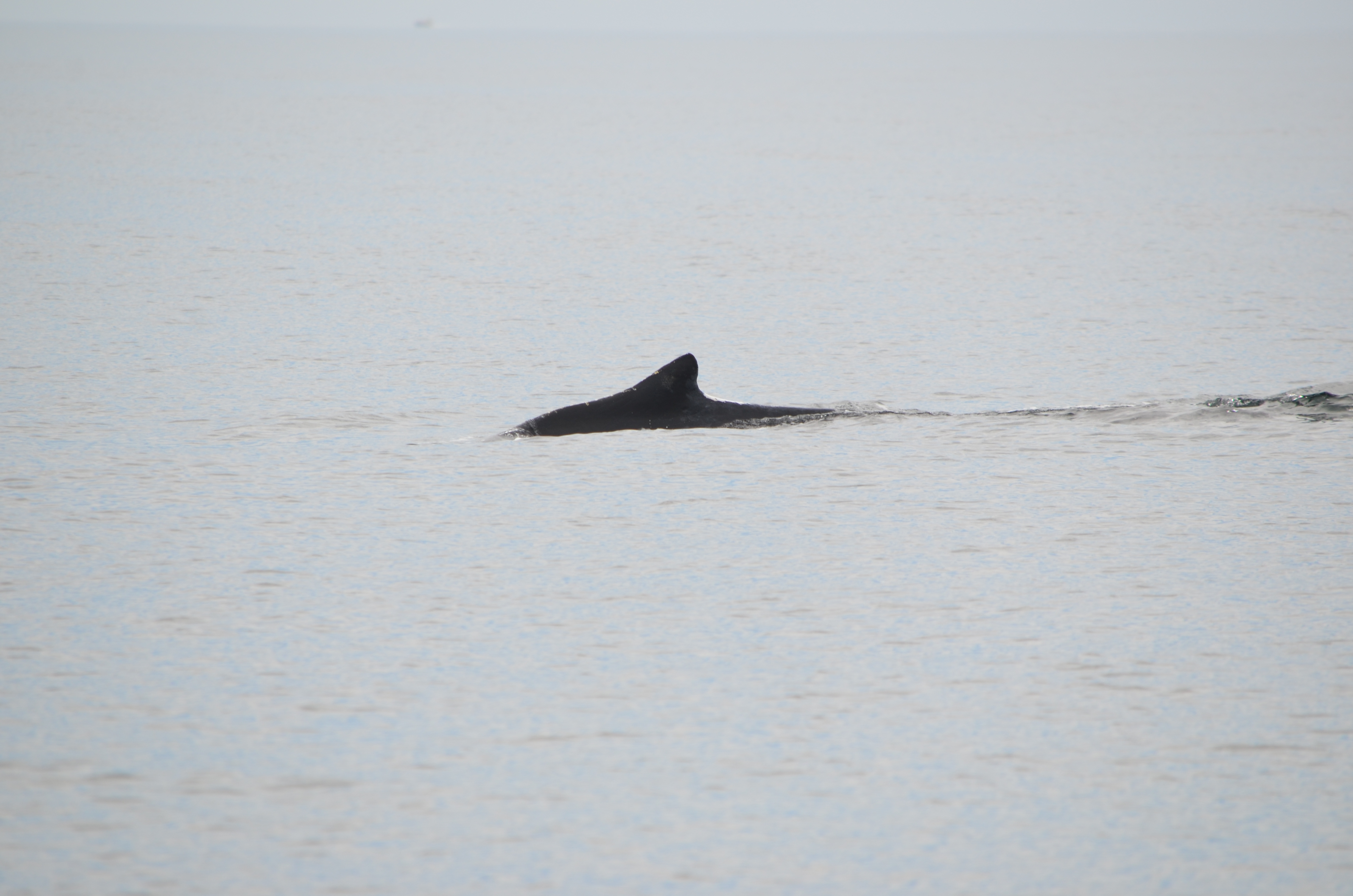 photos/wildlife/Mammal_Species/Humpback Whale/DSC_0033.JPG